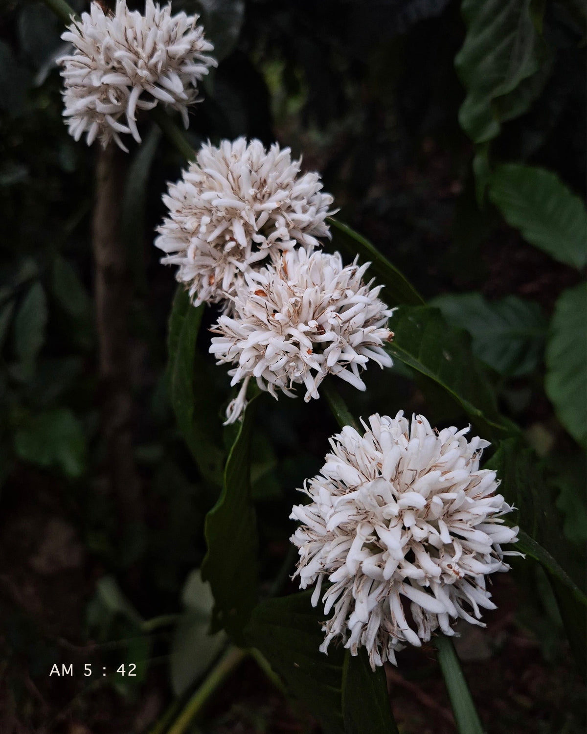 White coffee flowers in bloom at dawn on the estate in Arehalli, Western Ghats