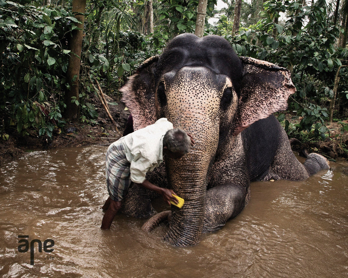 An elephant being bathed by its mahout in a forest stream near Arehalli, Karnataka