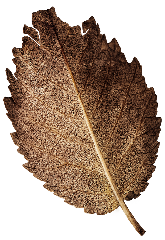 Dried leaf collected from Sakleshpur