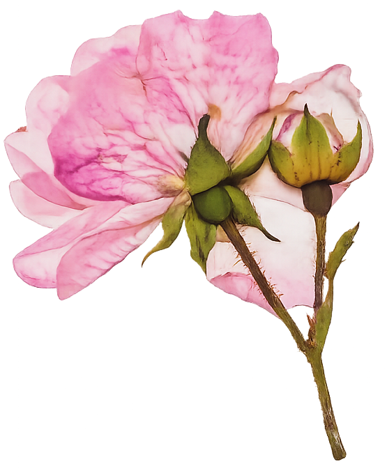 Vintage pressed flower from 1986