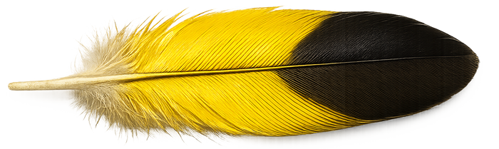 Found objects: Eurasian Golden Oriole feather
