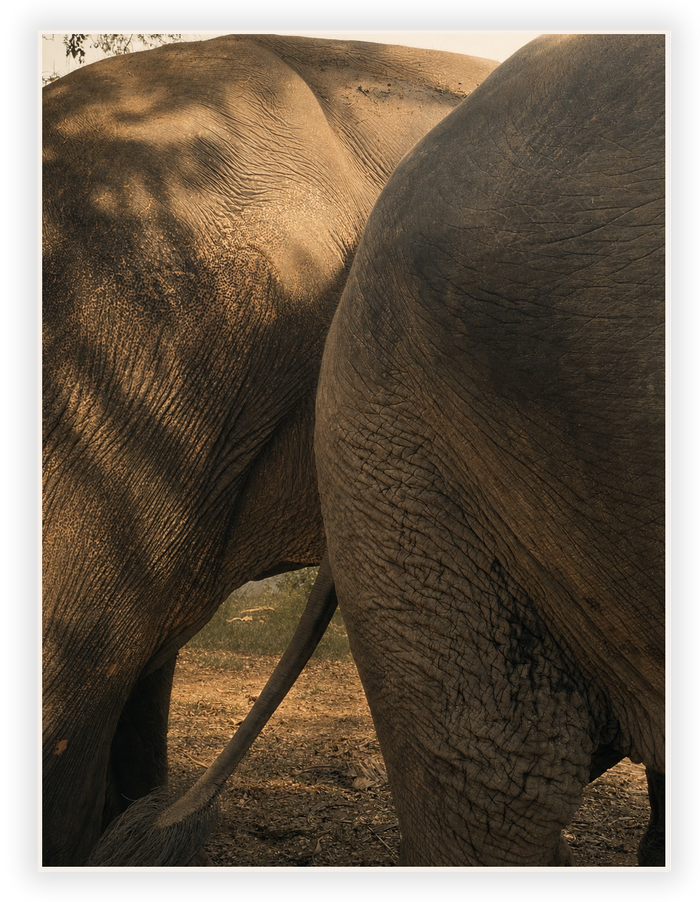 Elephant corridor along the Western Ghats